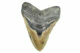 Serrated, Fossil Megalodon Tooth - North Carolina #274769-1